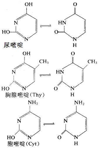 核酸中重要的嘧啶衍生物:尿嘧啶、胸腺嘧啶、胞嘧啶