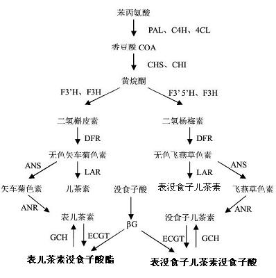 表儿茶素没食子酸酯在植物体内的合成途径