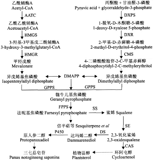 三七总皂苷的生物合成途径