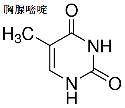 胸腺嘧啶 分子结构式