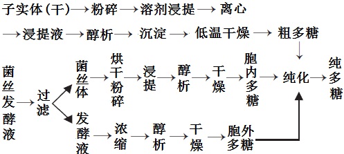 多糖提取过程