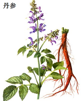 丹参