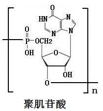 聚肌苷酸的结构式