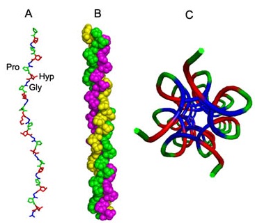 胶原蛋白的三维结构