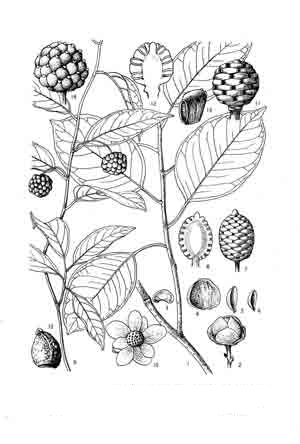 南五味子素提取来源