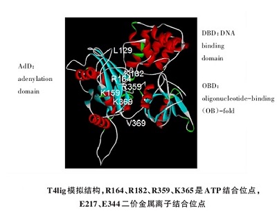 T4 DNA连接酶原理图 T4 DNA连接酶原理图