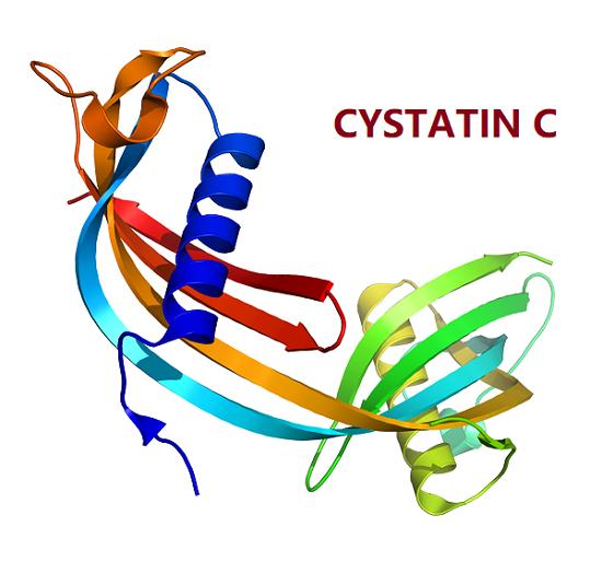 CYSTATIN C.png CYSTATIN C.png