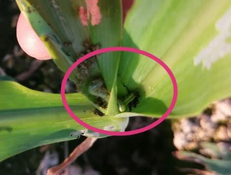 155569-91-8 InsecticideEmamectin Benzoate