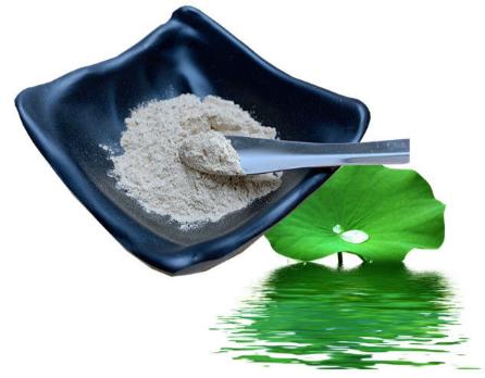 荷叶提取物的应用