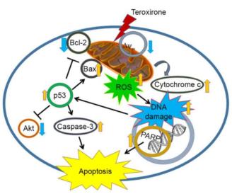 Article illustration