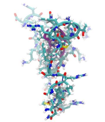 肾上腺髓质素(抗体)
