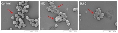 molecules-25-04956-v2.jpg Article illustration