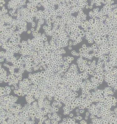 SP20(小鼠骨髓瘤细胞).png SP20(小鼠骨髓瘤细胞).png