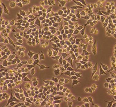 小鼠单核巨噬细胞的应用