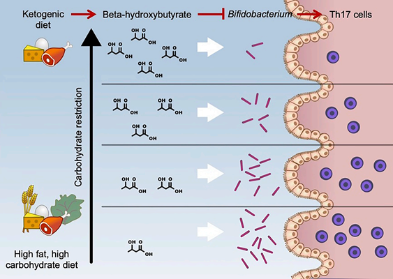 Ketone Bodies pathway of action Article illustration