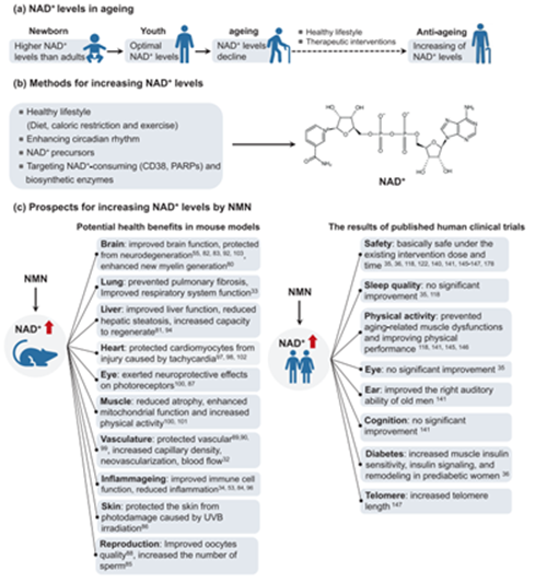 β-Nicotinamide Mononucleotide Article illustration