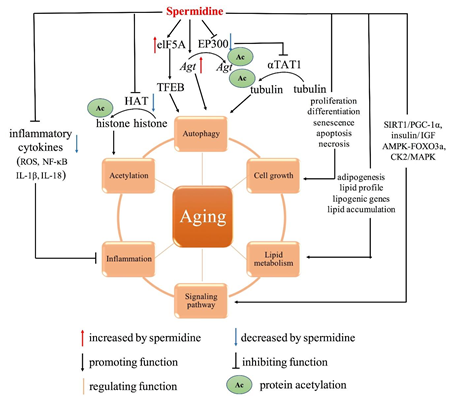 Molecular and cellular mechanisms of Spermidine Article illustration