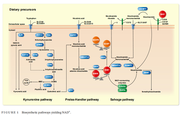 NAD+ Biosynthesis pathways Article illustration
