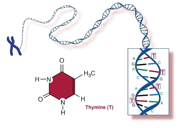 937263-43-9 TucatinibSynthesisSynthesis of Tucatinib