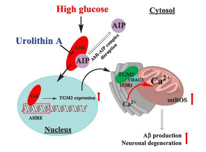 Figure 2 Urolithin A suppresses high glucose-induced neuronal amyloidogenesis Article illustration