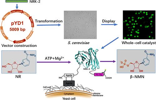 Article illustration