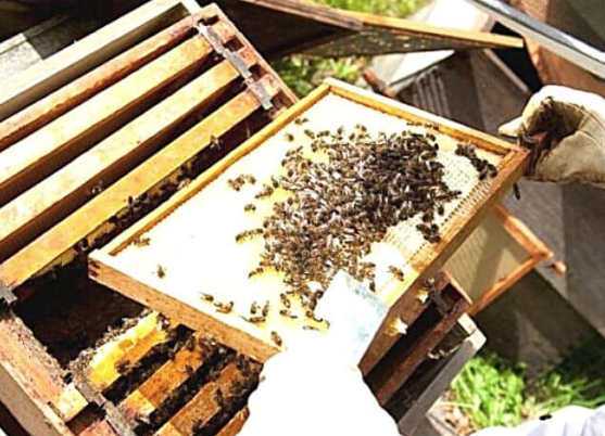 Article illustration