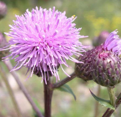 Thistle Article illustration