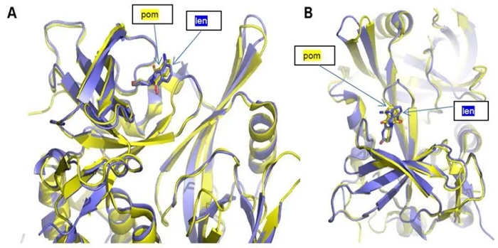 图2 泊马度胺和来那度胺与CRBN结合位点的侧视图(A)和俯视图(B) 图2 泊马度胺和来那度胺与CRBN结合位点的侧视图(A)和俯视图(B)