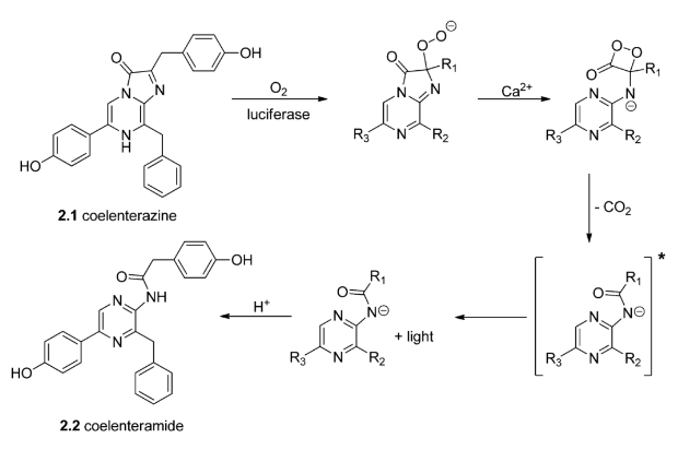 腔肠素的化学发光机理