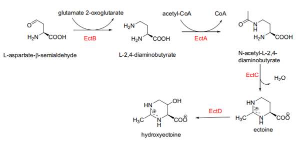 Fig. 2 Ectoine synthesis Article illustration