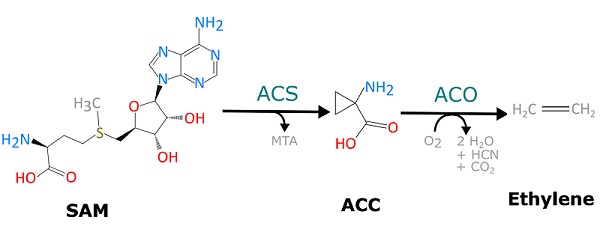 ETHYLENE Article illustration