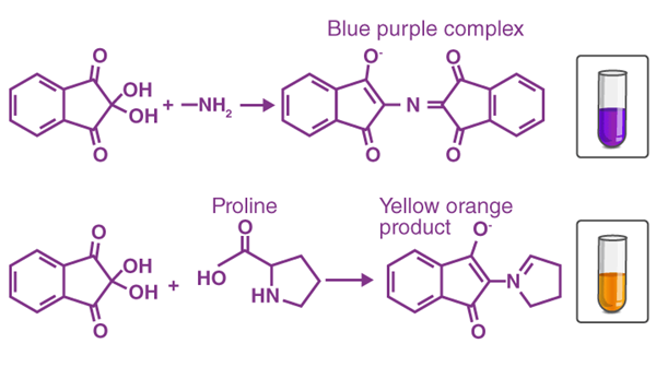 Colour results of Ninhydrin hydrate reaction Article illustration