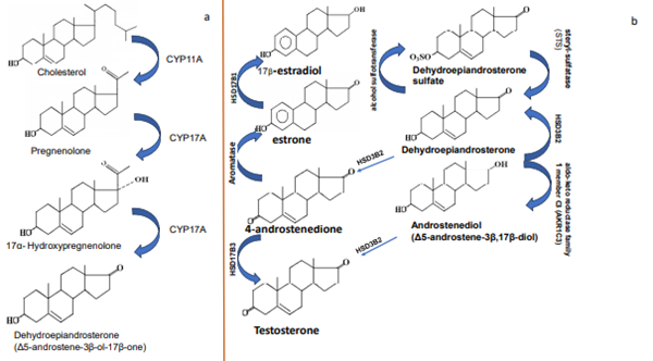 Figure 1.(a)Biosynthesis of DHEA.(b)Transformation of DHEA. Article illustration
