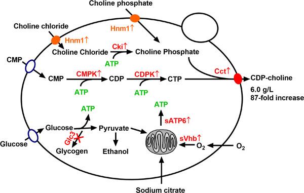 Preparation of CDP-choline Article illustration