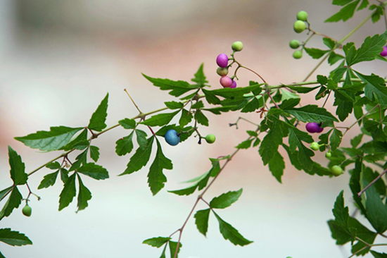 107-13-1 AcrylonitrileUsesApplicationtoxicityhazard