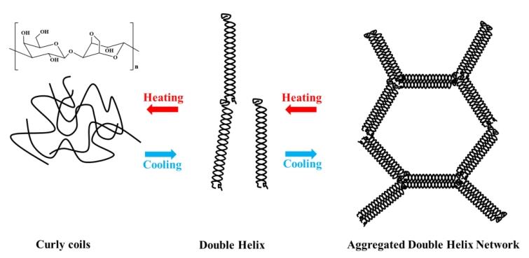 Figure 2. Structure and gelling mechanism of agarose.png Article illustration