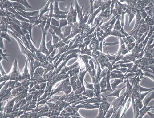 小鼠胰腺癌细胞/胰腺导管癌PAN02 小鼠胰腺癌细胞/胰腺导管癌PAN02