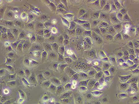 人小肠上皮细胞FHC