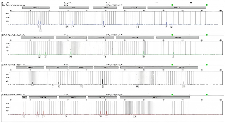 SiHa(人子宫颈鳞癌细胞)STR鉴定结果 SiHa(人子宫颈鳞癌细胞)STR鉴定结果