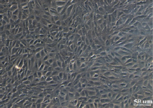 小鼠小肠黏膜上皮细胞