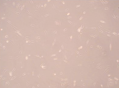 大鼠脂肪间充质干细胞 大鼠脂肪间充质干细胞