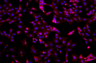 小鼠卵巢颗粒细胞 小鼠卵巢颗粒细胞