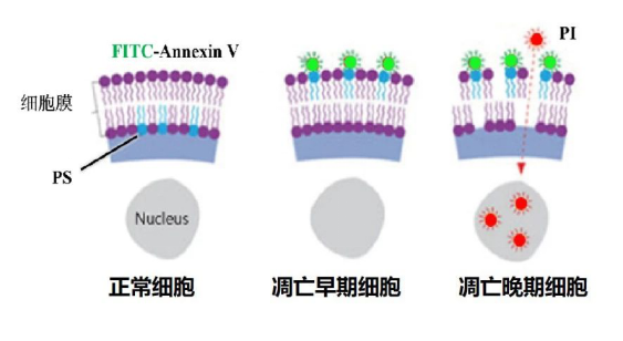 Annexin V FITC Apoptosis Detection Kit Annexin V FITC Apoptosis Detection Kit