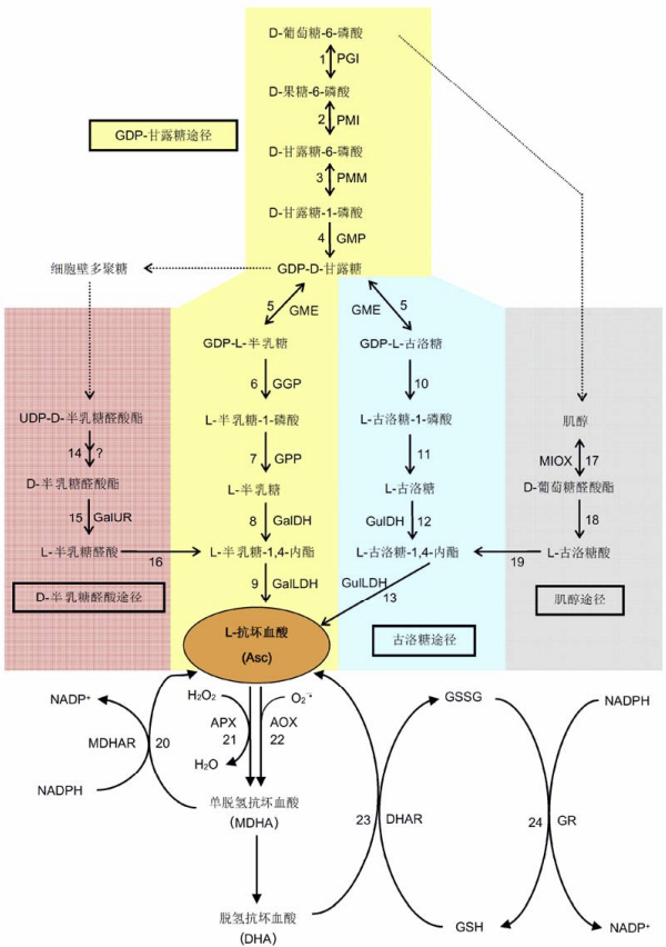 植物体内抗坏血酸生物合成途径