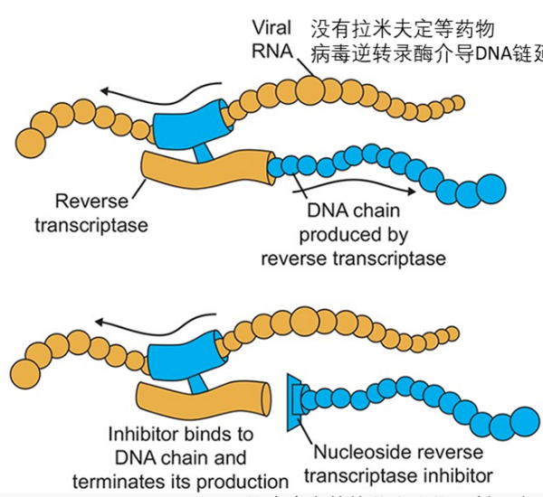 拉米夫定阻断病毒逆转录酶介导的DNA链延申