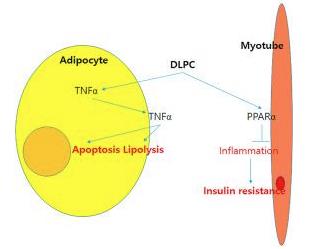 图2 1,2-二亚油酰基-3-SN-磷脂酰胆碱诱导脂解作用示意图.png