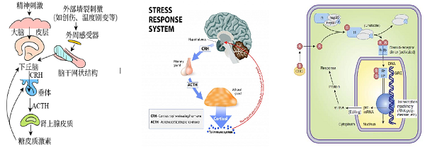 氢化可的松作用机制
