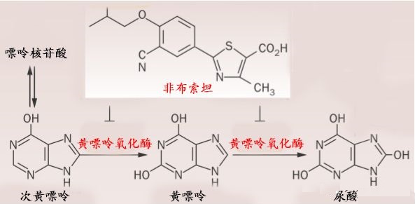 非布索坦作用机制
