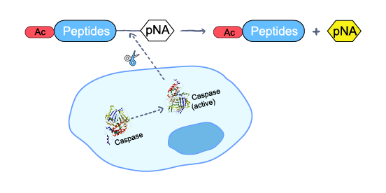 CASPASE 8 活性检测试剂盒分光光度法实验原理