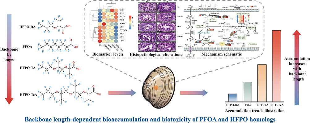 biotoxicity of Hexafluoropropylene oxide.png Article illustration